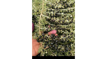 黑枸杞泡酒的比例是多少【黑枸杞泡酒的正确方法和比例】