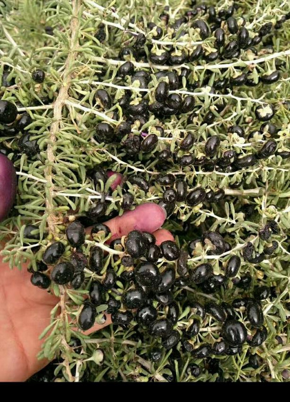 黑枸杞泡酒的比例是多少【黑枸杞泡酒的正确方法和比例】