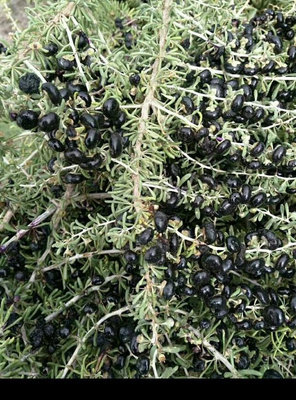 黑枸杞泡酒的比例是多少【黑枸杞泡酒的正确方法和比例】