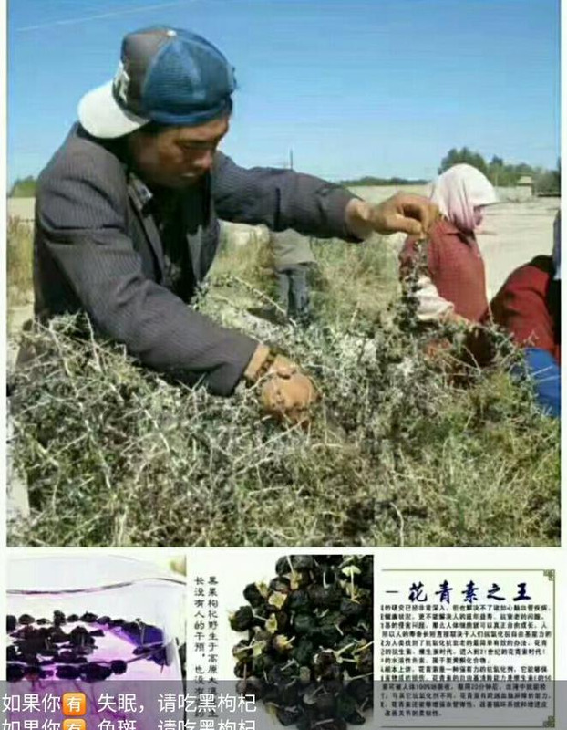 黑枸杞泡酒的比例是多少【黑枸杞泡酒的正确方法和比例】