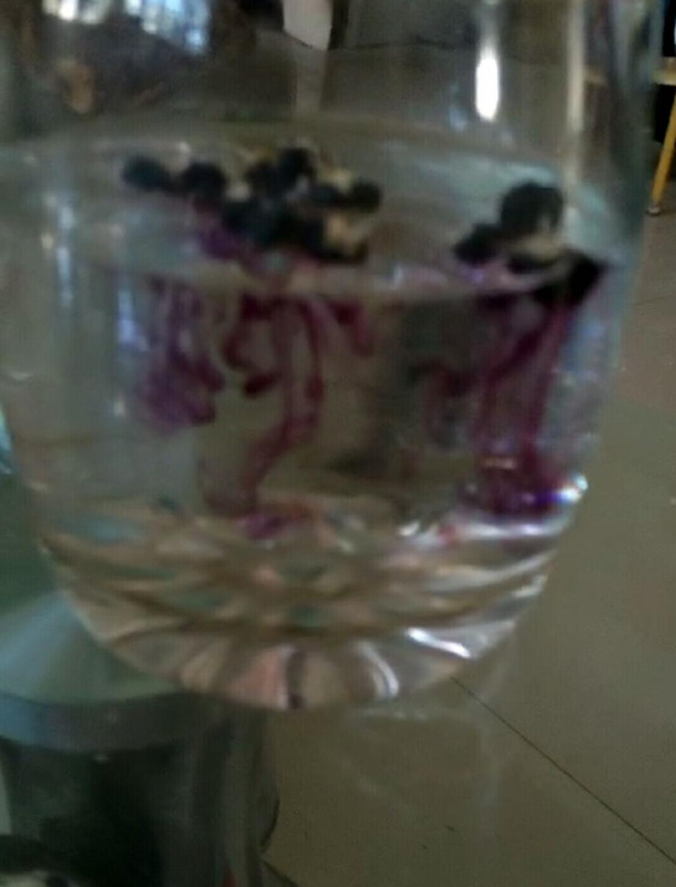 黑枸杞泡酒的比例是多少【黑枸杞泡酒的正确方法和比例】