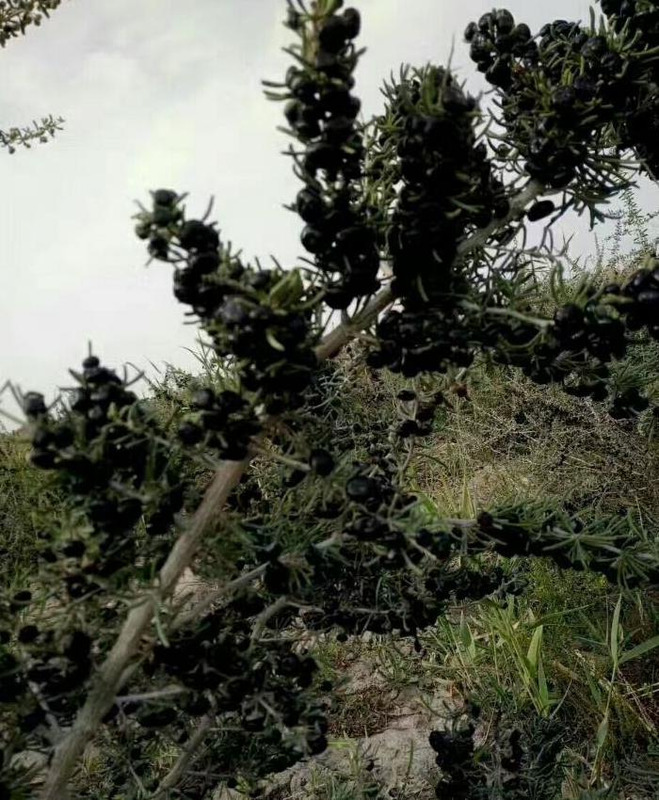 黑枸杞泡酒的比例是多少【黑枸杞泡酒的正确方法和比例】