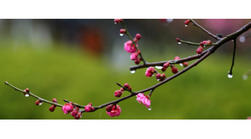 最美年华的唯美短句【最美的年华的句子】