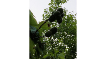 中药的经典语录【赞美中药文化的句子】