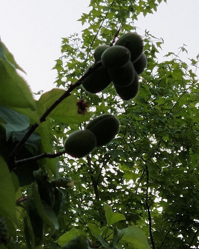 中药的经典语录【赞美中药文化的句子】