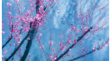 愿孩子成长的唯美句子【孩子愿你此生唯美的诗】