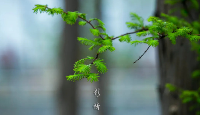 愿孩子成长的唯美句子【孩子愿你此生唯美的诗】