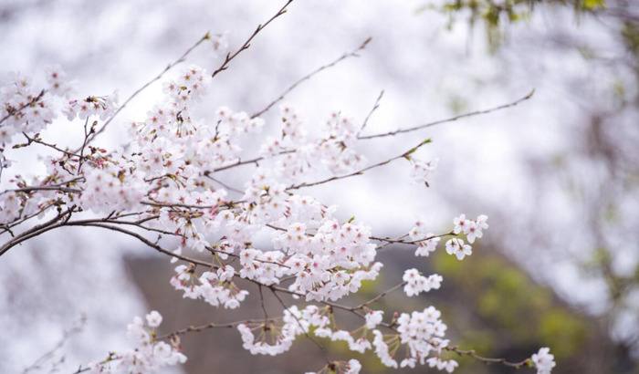 赞美飘雪的句子【形容雪花飘落唯美的句子】