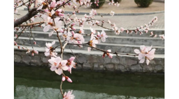 形容花开的唯美短句【花开的时候的唯美句子】