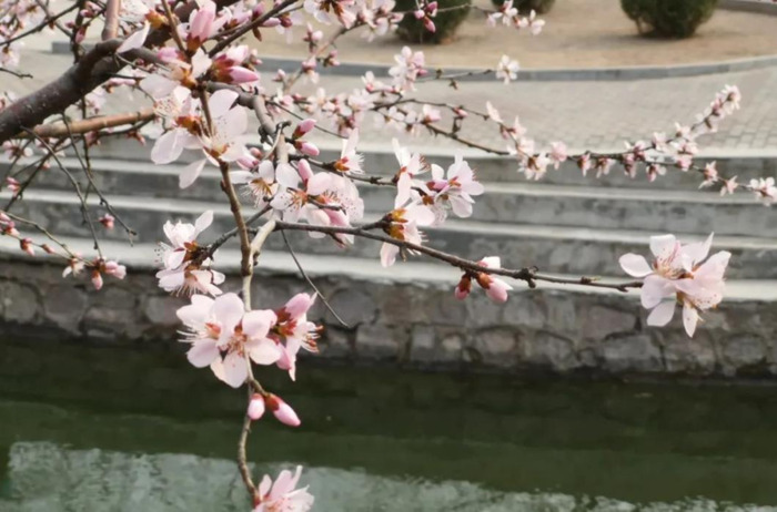 形容花开的唯美短句【花开的时候的唯美句子】