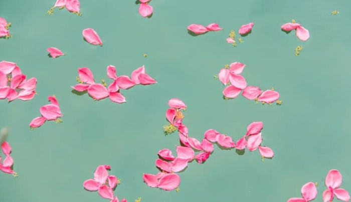 形容花开的唯美短句【花开的时候的唯美句子】