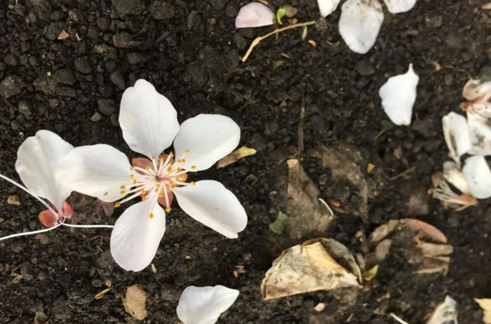 形容花开的唯美短句【花开的时候的唯美句子】