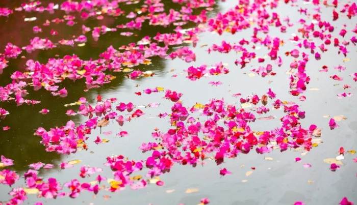 形容花开的唯美短句【花开的时候的唯美句子】