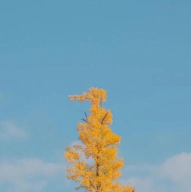 温馨的大家庭优美句子【有爱的大家庭句子】