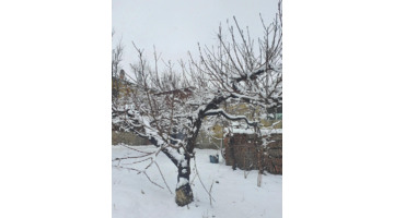 期待下大雪的句子【关于期待雪的句子】