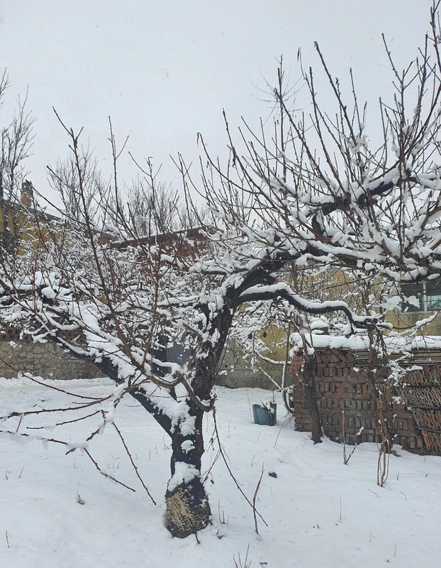 期待下大雪的句子【关于期待雪的句子】