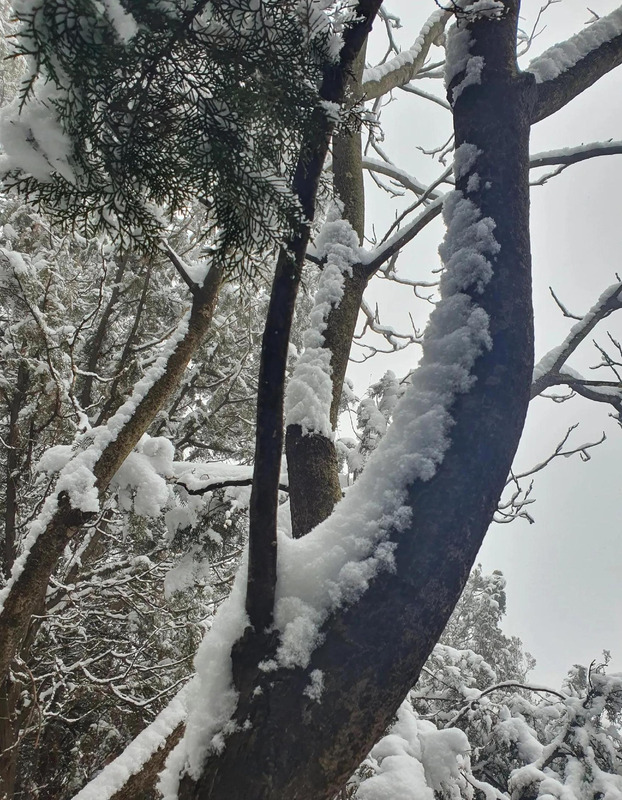 期待下大雪的句子【关于期待雪的句子】