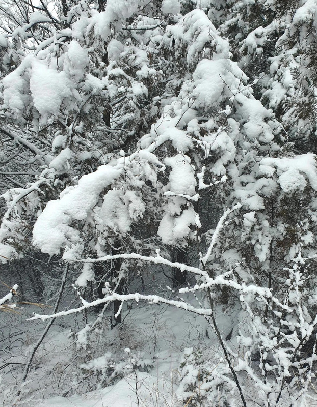 期待下大雪的句子【关于期待雪的句子】