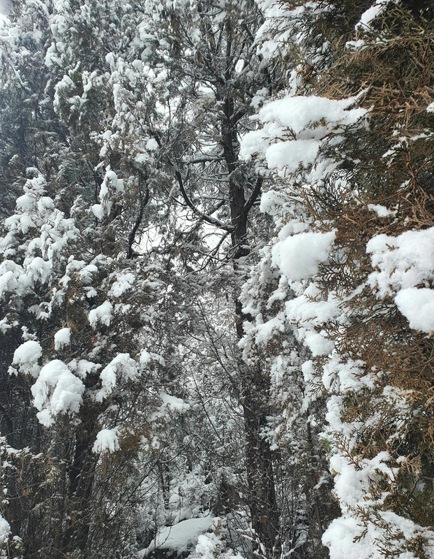期待下大雪的句子【关于期待雪的句子】