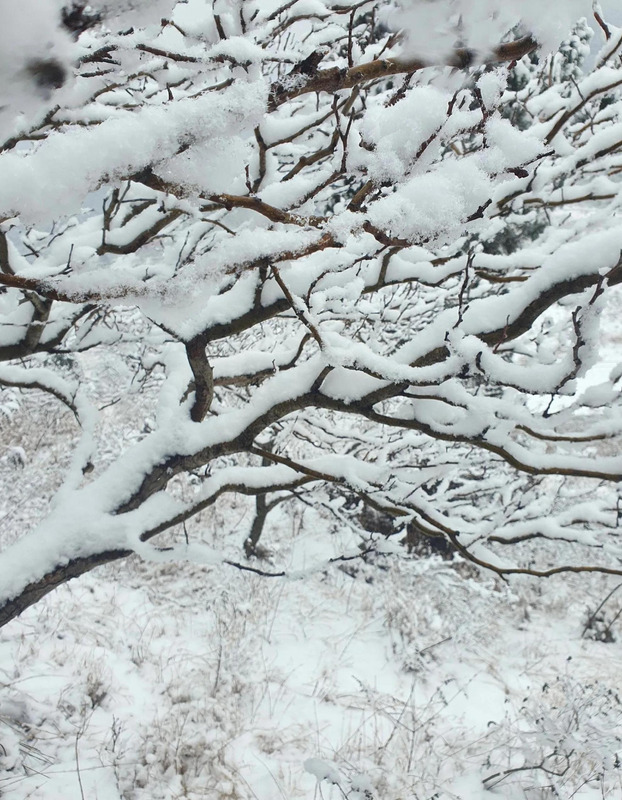 期待下大雪的句子【关于期待雪的句子】