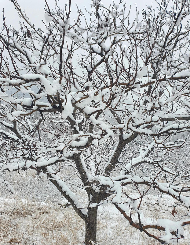 期待下大雪的句子【关于期待雪的句子】