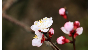 适合发朋友圈的春天文案杏花【关于春天阳光的朋友圈文案】