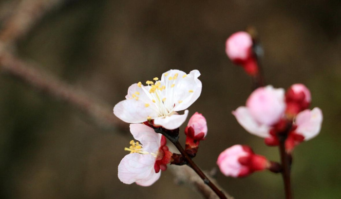 适合发朋友圈的春天文案杏花【关于春天阳光的朋友圈文案】