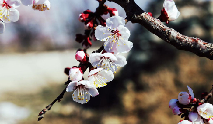 适合发朋友圈的春天文案杏花【关于春天阳光的朋友圈文案】