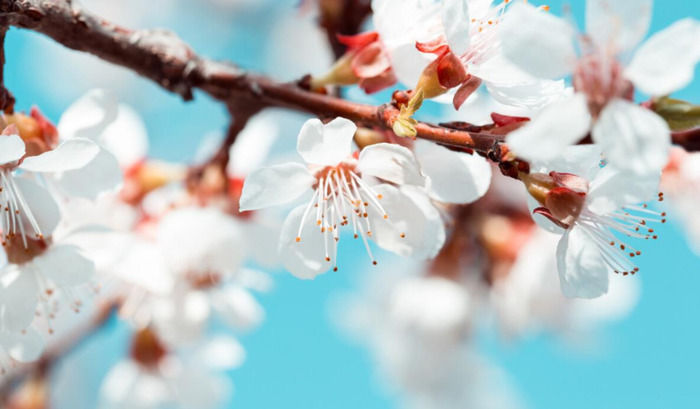 适合发朋友圈的春天文案杏花【关于春天阳光的朋友圈文案】