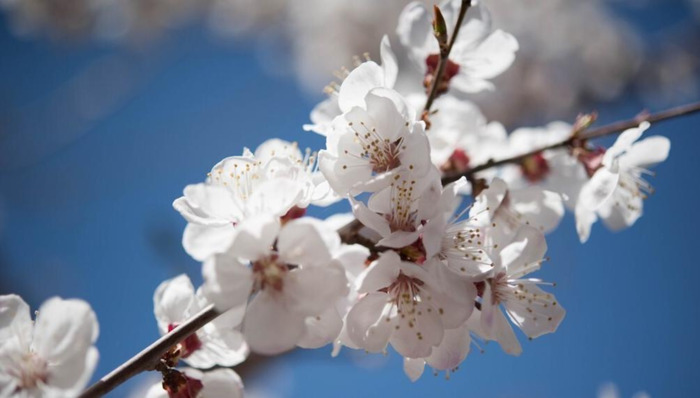 适合发朋友圈的春天文案杏花【关于春天阳光的朋友圈文案】