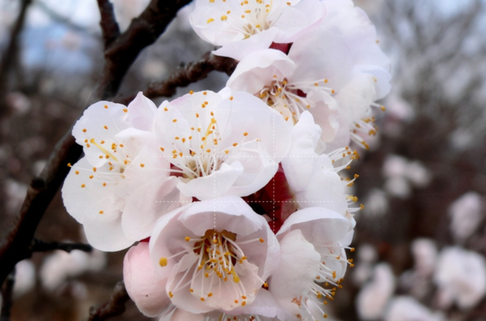 适合发朋友圈的春天文案杏花【关于春天阳光的朋友圈文案】