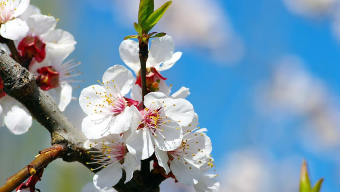 适合发朋友圈的春天文案杏花【关于春天阳光的朋友圈文案】