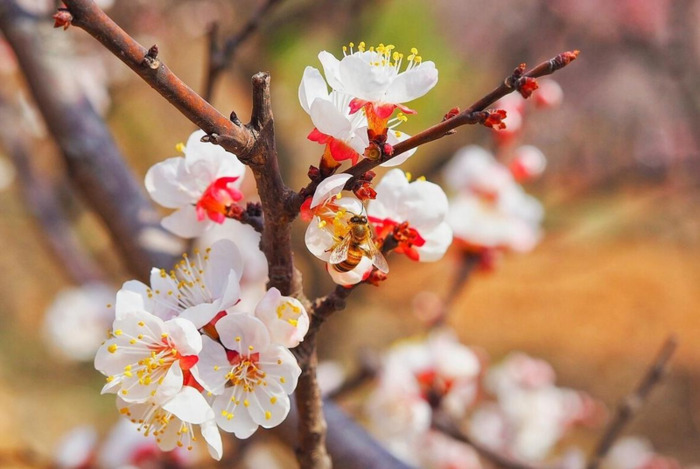 适合发朋友圈的春天文案杏花【关于春天阳光的朋友圈文案】