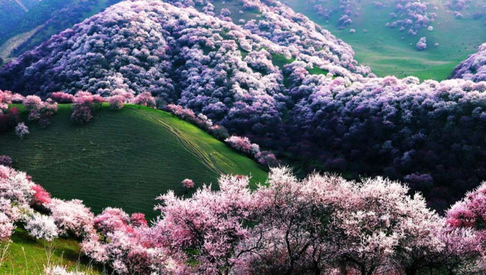 适合发朋友圈的春天文案杏花【关于春天阳光的朋友圈文案】