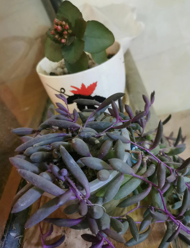 节日需要仪式感的短句【节日需要仪式感的句子发朋友圈】