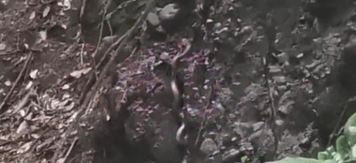 国家二级保护动物蛇类【蛇是国家几级保护】