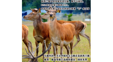 哪里可以买到真正的鹿茸【鹿茸哪里买比较正宗有保证?】