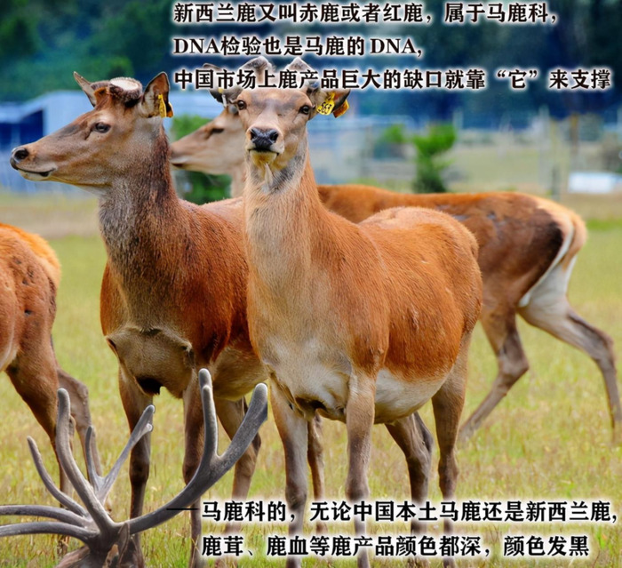 哪里可以买到真正的鹿茸【鹿茸哪里买比较正宗有保证?】