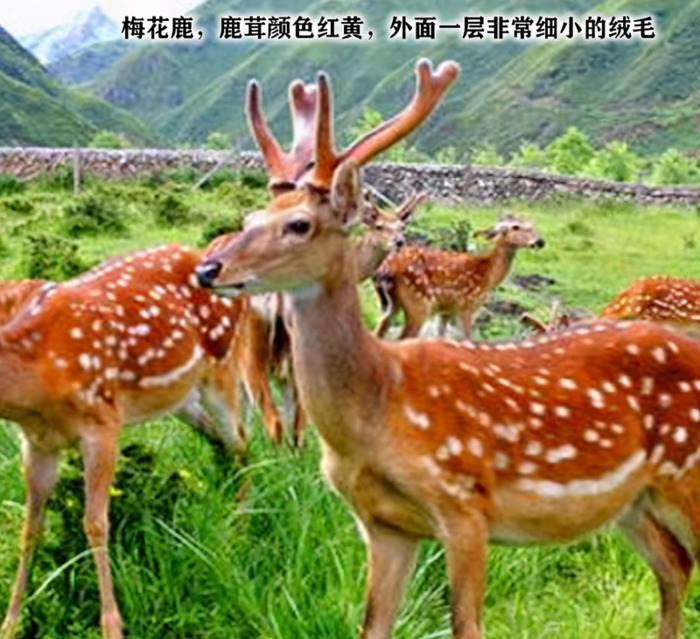 哪里可以买到真正的鹿茸【鹿茸哪里买比较正宗有保证?】