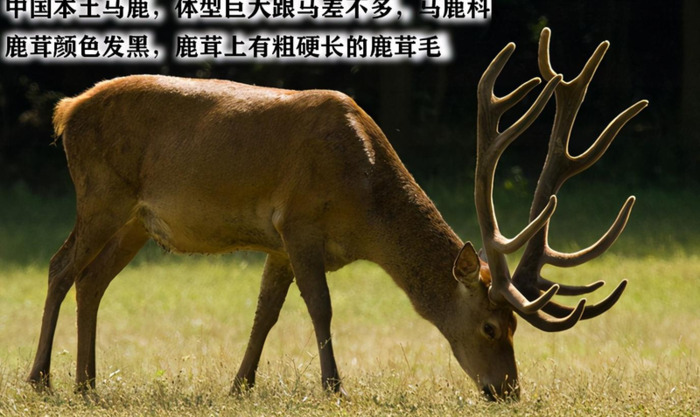 哪里可以买到真正的鹿茸【鹿茸哪里买比较正宗有保证?】