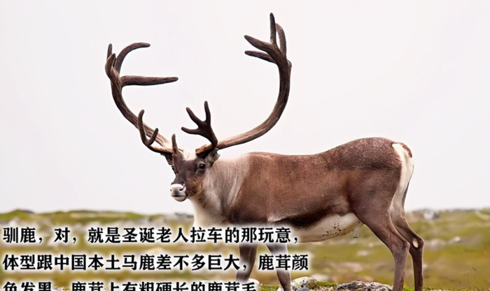 哪里可以买到真正的鹿茸【鹿茸哪里买比较正宗有保证?】