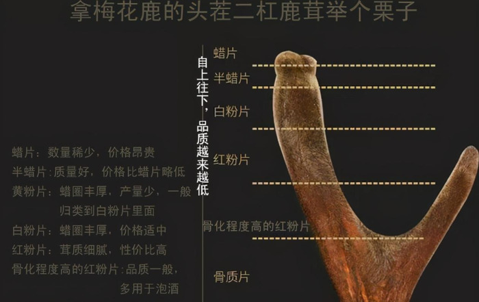 哪里可以买到真正的鹿茸【鹿茸哪里买比较正宗有保证?】