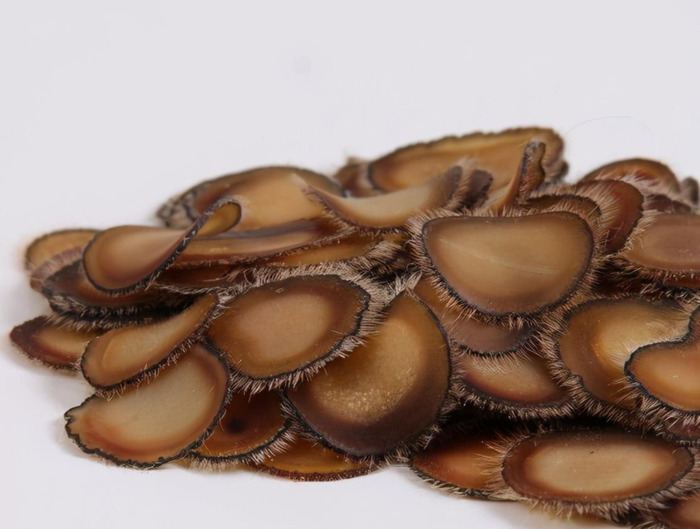 哪里可以买到真正的鹿茸【鹿茸哪里买比较正宗有保证?】