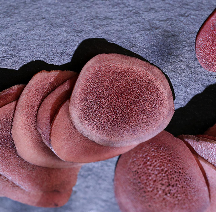 哪里可以买到真正的鹿茸【鹿茸哪里买比较正宗有保证?】