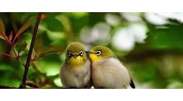 爱鸟护鸟的作文300字【关于保护鸟的作文300】