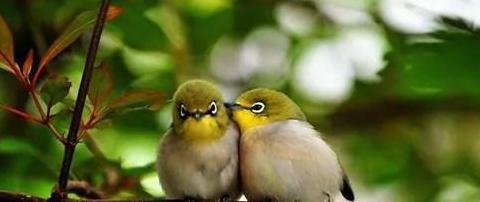 爱鸟护鸟的作文300字【关于保护鸟的作文300】