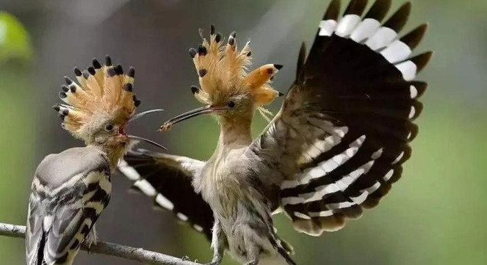 爱鸟护鸟的作文300字【关于保护鸟的作文300】