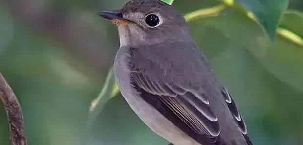 爱鸟护鸟的作文300字【关于保护鸟的作文300】