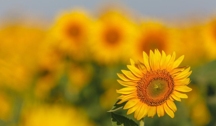 天空的文案短句【适合海阔天空的文案】