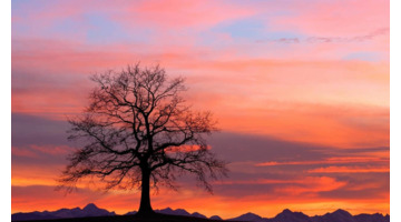 蛇和羊的属相合不合【蛇和羊做夫妻好不好】